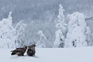 Accipitriformes Prints: RF - Two Golden eagles (Aquila chrysaetos) feeding on a carrion in snow