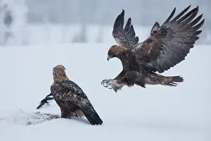 Accipitriformes Prints: RF - Two Golden eagles (Aquila chrysaetos) feeding on a carrion in snow