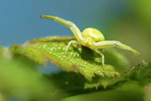 Misumena Prints: RF - Golden-rod crab spider (Misumena vatia) resting on a Hazel leaf in hunting posture