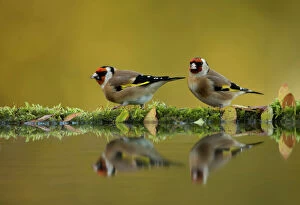 Nature Collection: RF- Goldfinch (Carduelis carduelis) reflected in pool, Worcestershire. November