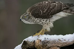 Images Dated 7th October 2020: RF - Goshawk (Accipiter gentilis) juvenile on snow covered branch