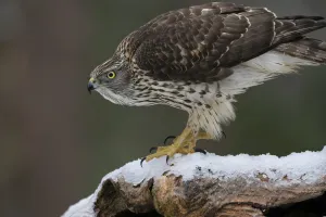 RF - Goshawk (Accipiter gentilis) juvenile on snow covered branch