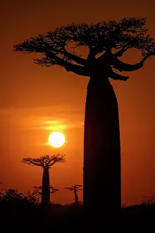 Mallow Prints: RF - Grandidier's baobab (Adansonia grandidieri) trees silhouetted at sunrise