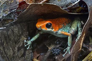 Images Dated 17th May 2014: RF - Granular poison frog (Oophaga granulifera)