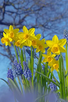 Optimistic Prints: RF- Grape hyacinths (Muscari) and Daffodils (Narcissus sp) in flower, Norfolk, UK, March