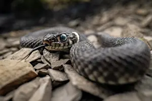 Squamata Prints: RF - Grass snake (Natrix natrix) juvenile with its tongue out
