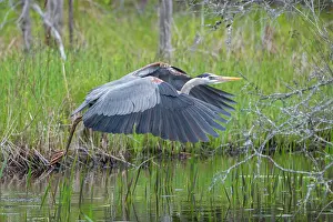Eastern Usa Prints: RF - Great blue heron (Ardea herodias) taking flight from pond