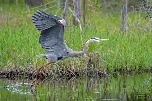 Eastern Usa Prints: RF - Great blue heron (Ardea herodias) taking flight from pond