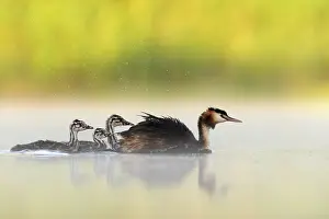 Nature Reserve Prints: RF - Great crested grebe (Podiceps cristatus) on water with chicks at dawn