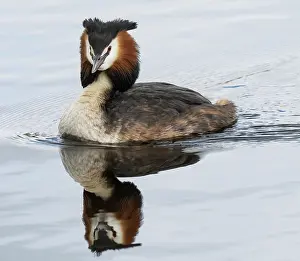 Reflection Prints: RF - Great crested grebe (Podiceps cristatus) on water with reflection
