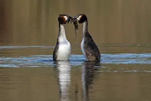 Podiceps Prints: RF - Great crested grebes (Podiceps cristatus) pair performing weed dance courtship display