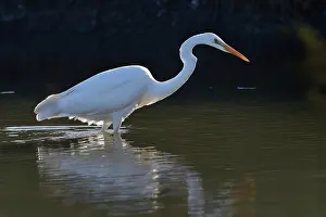 Typical Heron Prints: RF - Great egret (Ardea alba) fishing at water's edge