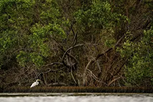 Typical Heron Prints: RF - Great egret (Ardea alba) wading between the aerial roots of Black mangroves (Avicennia germinans) at sunset