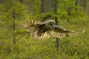 RF- Great grey owl (Strix nebulosa) in flight. Kuhmo, Finland