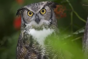 RF - Great horned owl (Bubo virginianus) in woodland, captive; Alaska, USA RF - Great horned owl (Bubo virginianus) in woodland, captive; Alaska, USA