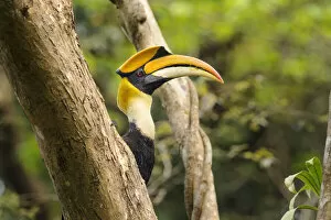 Flick Solitaire - Nick Garbutt Gallery: RF - Great Indian Hornbill (Buceros bicornis) in forest canopy