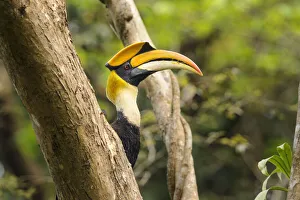Bucerotiformes Prints: RF - Great Indian Hornbill (Buceros bicornis) in forest canopy