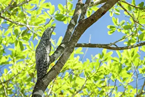 Nyctibiidae Prints: RF - Great potoo (Nyctibius grandis) perched in tree