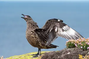 Calling Prints: RF - Great skua (Stercorarius skua) aggressive display