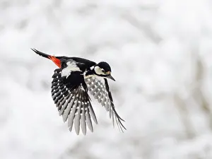 Woodpecker Prints: RF - Great spotted woodpecker (Picoides major) female