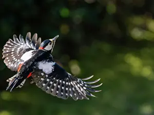 Woodpecker Prints: RF - Great spotted woodpecker (Picoides major) male in flight