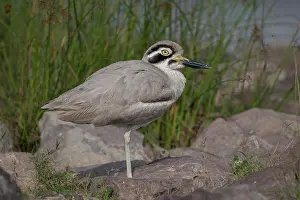 Riverbank Prints: RF - Great thick-knee (Esacus recurvirostris) perched on a rock on riverbank