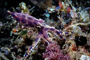 Aposematism Prints: RF - Greater blue-ringed octopus (Hapalochlaena lunulata) walking across the sea bed