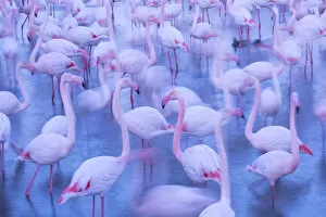 2020 January Highlights Gallery: RF - Greater flamingo (Phoenicopterus roseus) flock blurred, Camargue, France