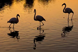 2020 May Highlights Collection: RF- Greater flamingo (Phoenicopterus roseus) group of three silhouetted at sunset