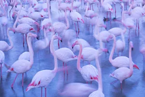 RF - Greater flamingo (Phoenicopterus roseus) flock blurred, Camargue, France