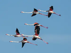 Portugal Prints: RF - Greater flamingos (Phoenicopterus roseus) small flock in flight against a blue sky