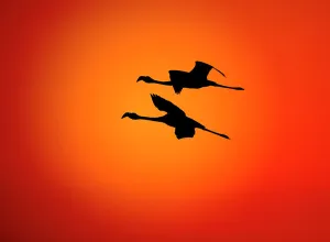 Flamingos Prints: RF- Two Greater flamingos (Phoenicopterus ruber) flying across sunset sky, Namibia