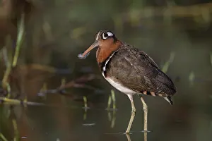 West Africa Prints: RF - Greater painted-snipe (Rostratula benghalensis) female