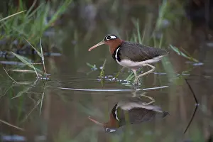 West Africa Prints: RF - Greater painted-snipe (Rostratula benghalensis) female