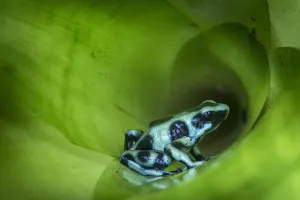 Dendrobatidae Prints: RF - Green-and-Black Poison Dart Frog (Dendrobates auratus) inside bromiliad. Boca Tapada