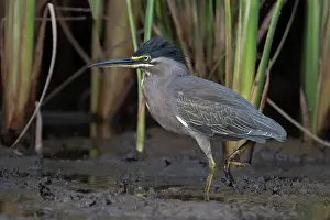 Muddy Prints: RF - Green-backed heron (Butorides striata) walking through mud along riverbank