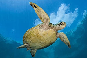 Alex Mustard Gallery: RF - Green sea turtle (Chelonia mydas) beneath clouds. Sipadan Island, Sabah, Borneo, Malaysia