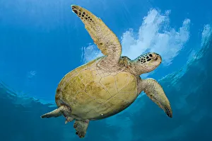 RF - Green sea turtle (Chelonia mydas) beneath clouds. Sipadan Island, Sabah, Borneo, Malaysia