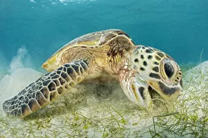 Oceania Gallery: RF - Green sea turtle (Chelonia mydas) Misool, Raja Ampat, West Papua, Indonesia. Ceram Sea