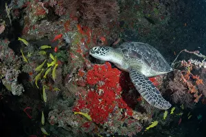 Maldive Islands Prints: RF - Green sea turtle (Chelonia mydas) resting on the reef
