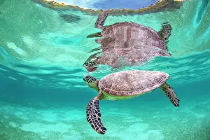 Chelonia Prints: RF - Green sea turtle (Chelonia mydas) swimming over Seagrass in shallow water lagoon