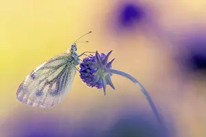 Dipsacaceae Prints: RF - Green-veined white butterfly (Pieris napi) roosting among Field scabious flowers (Knautia arvensis)