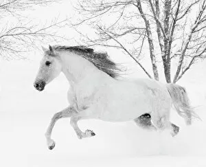 Images Dated 4th January 2014: RF - Grey Andalusian mare running in snow, Berthoud, Colorado, USA. January