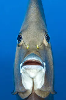 Looking Prints: RF - Grey angelfish (Pomacanthus arcuatus) portrait
