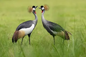 RF - Grey crowned cranes (Balearica regulorum gibbericeps) pair, courtship display, Kyawagonya Kaku swamp, Uganda. Endangered