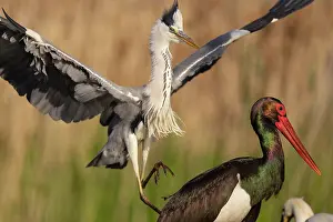 Ciconiidae Prints: RF - Grey heron (Ardea cinerea) attacking a Black stork (Ciconia nigra)