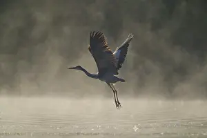 Natural Light Prints: RF - Grey heron (Ardea cinerea) in flight over water in morning sunlight
