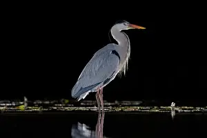 Typical Heron Prints: RF - Grey heron (Ardea cinerea) standing in pond at night