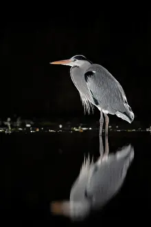 Typical Heron Prints: RF - Grey heron (Ardea cinerea) standing in pond at night