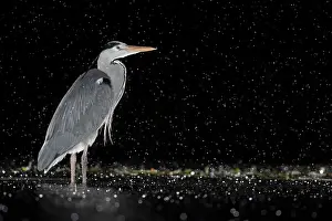 Typical Heron Prints: RF - Grey heron (Ardea cinerea) standing in pond at night in the rain